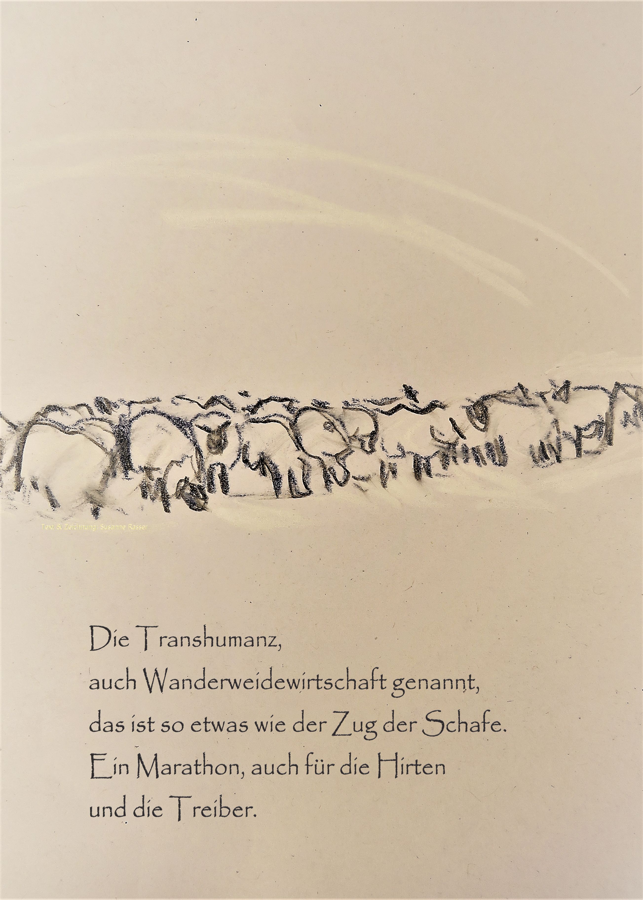 Schaf Ausstellung
